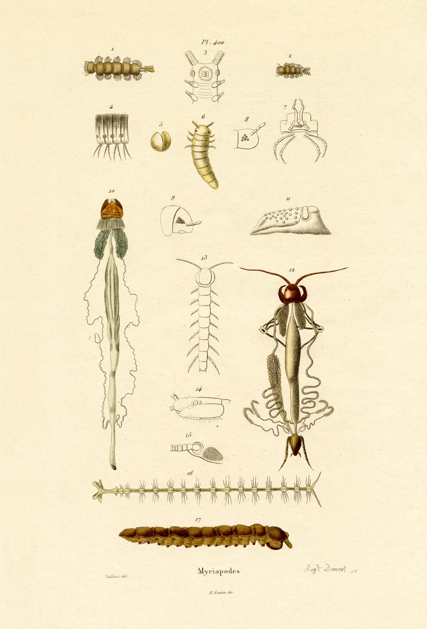 蜈蚣，1833-39 作者 法语学校
