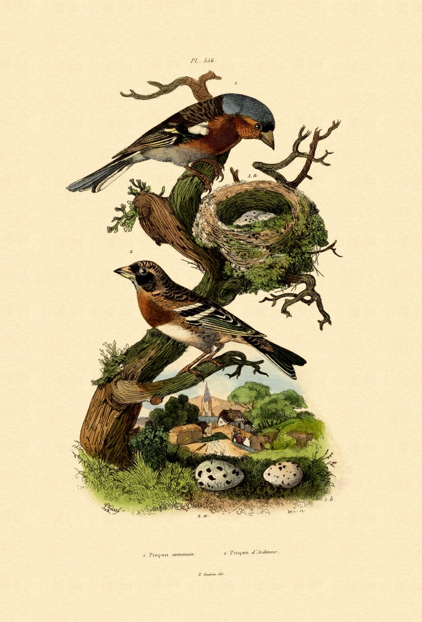 Chaffinch，1833-39 作者 法语学校