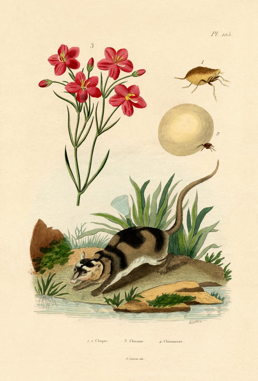 Chigger，1833-39 作者 法语学校