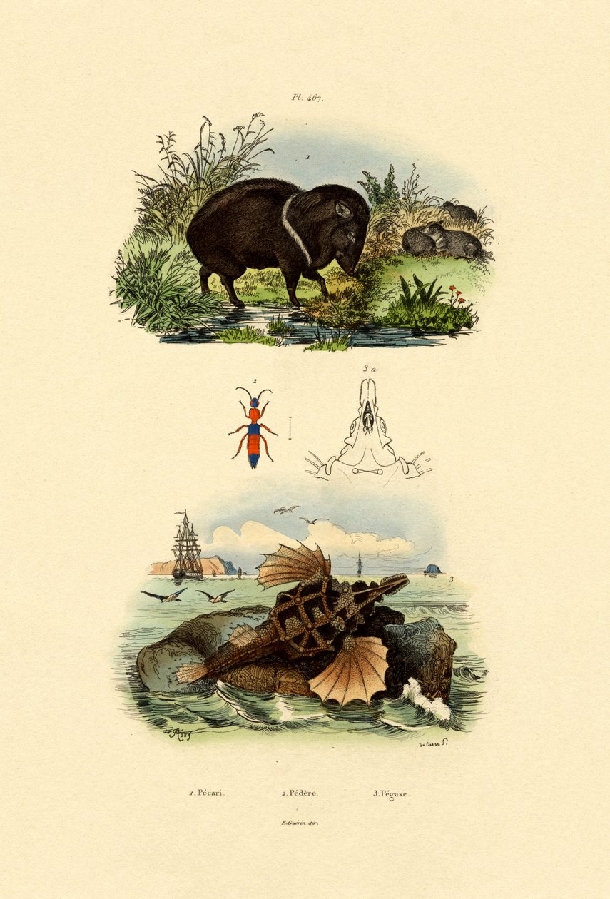 1833年至1939年间的Peggary 作者 法语学校