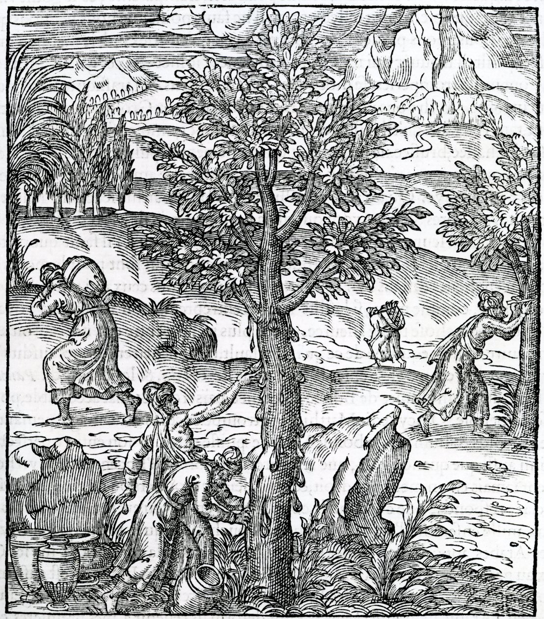 收集来自松树的香，来自Cosmographie Universelle的插图，作者：Andre de Thevet，1575 作者 法语学校