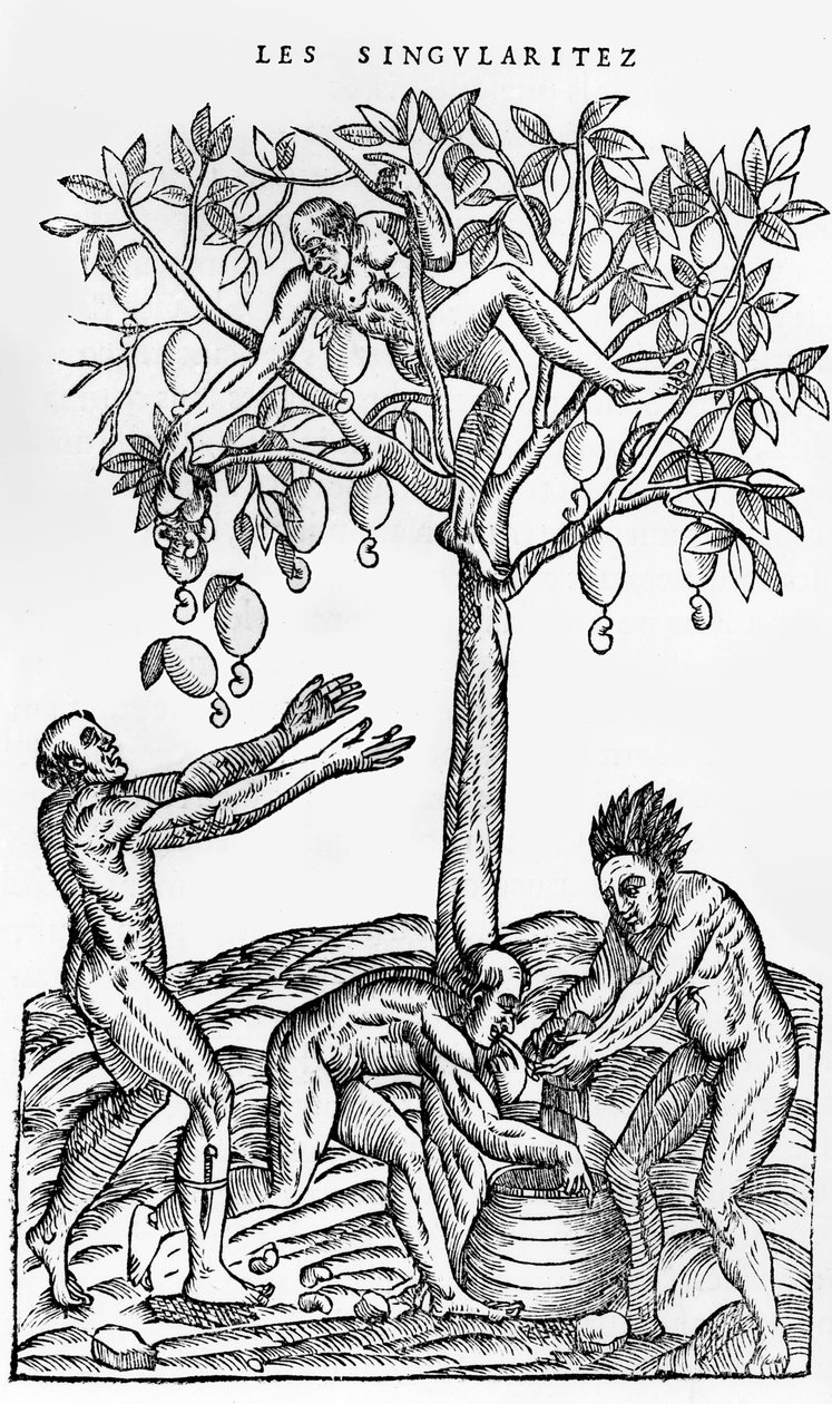 收集葡萄酒酿造的坚果，来自法国Antarctique奇点的插图，作者：Andre de Thevet，1558年 作者 法语学校