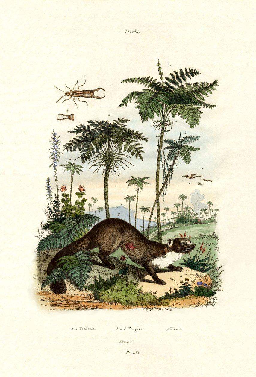 共同的欧洲蜈蚣，1833-39 作者 法语学校