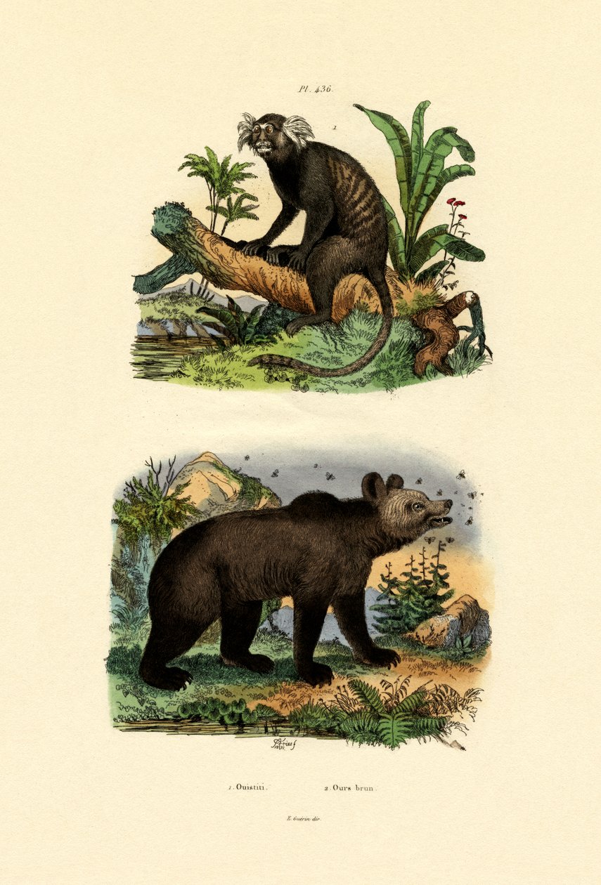 普通Mar猴，1833-39 作者 法语学校