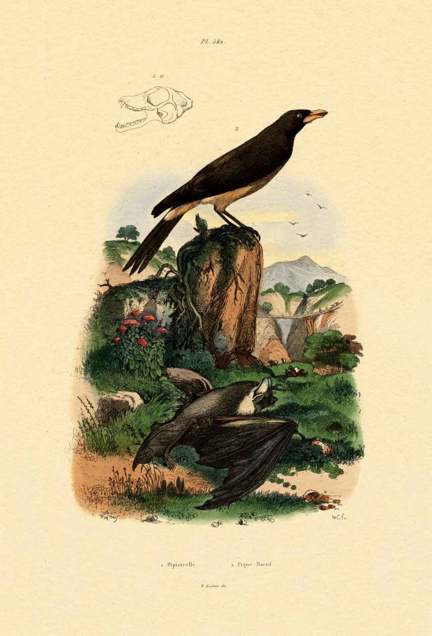 普通Pipistrelle，1833-39 作者 法语学校