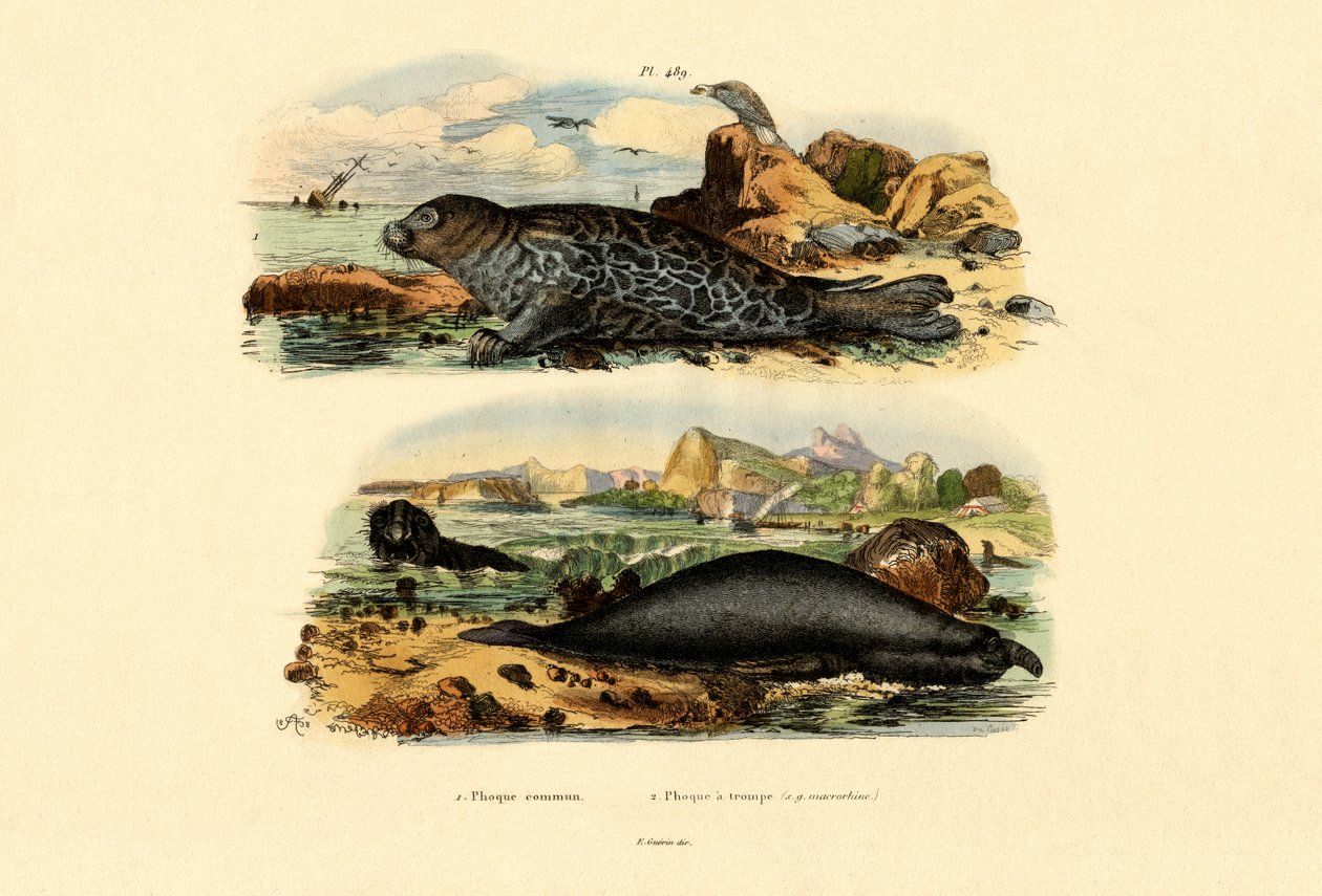 Common Seal，1833-39 作者 法语学校