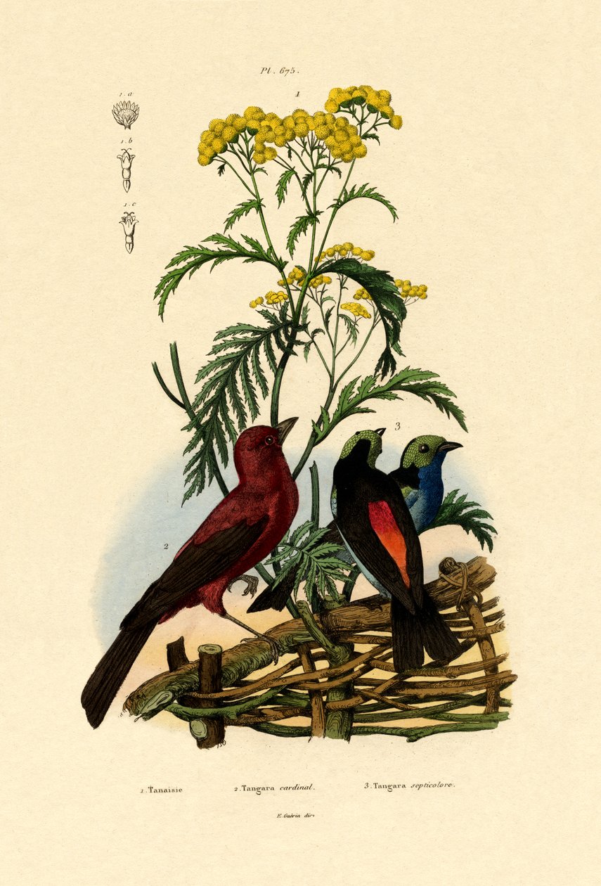 普通的艾菊，1833年至1939年 作者 法语学校