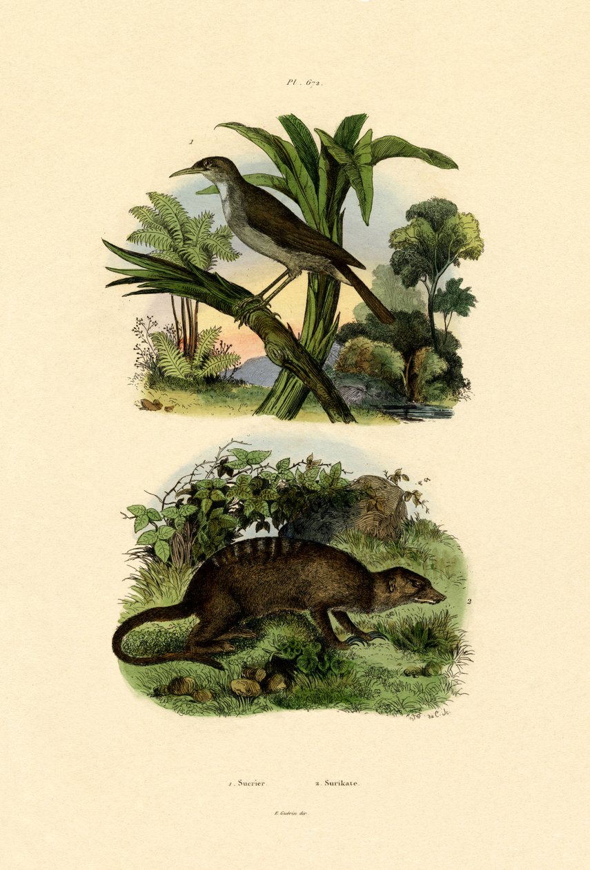 Conebill，1833-39 作者 法语学校