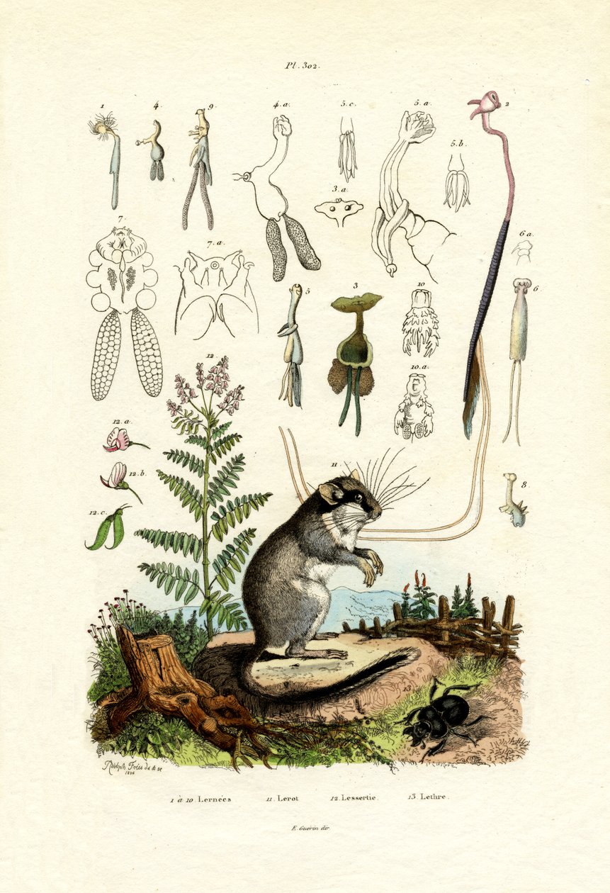 桡足类，1833-39 作者 法语学校
