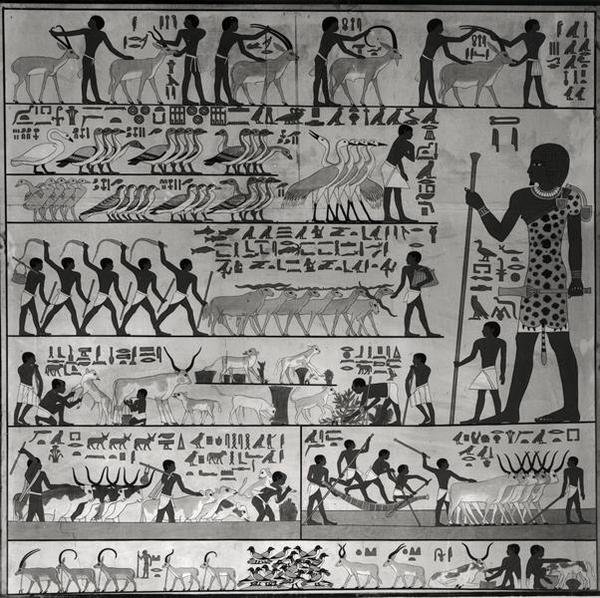 在Sakkara（壁画）Ti的mastaba的浮雕的副本 作者 法语学校