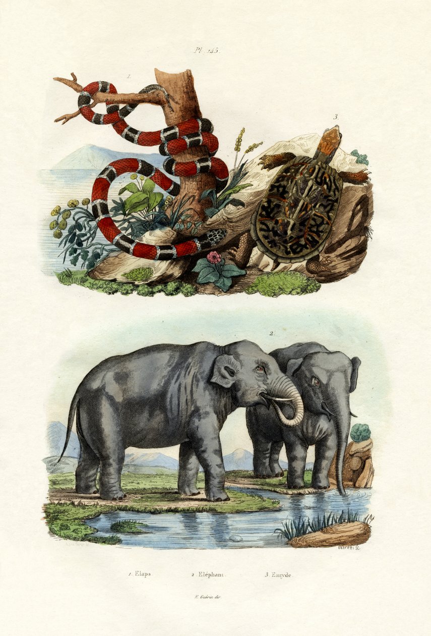 珊瑚蛇，1833-39 作者 法语学校