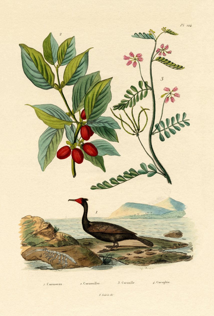 鸬鹚，1833-39 作者 法语学校