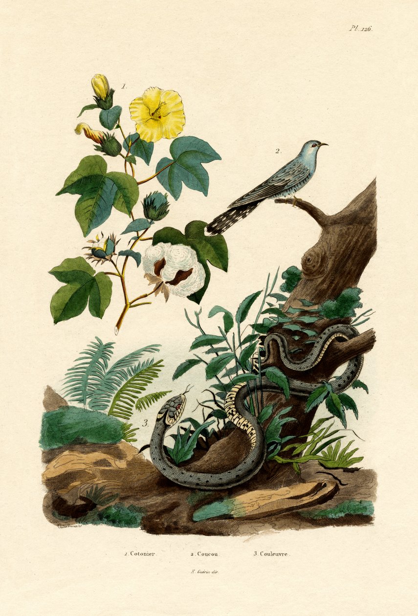 棉花，1833-39 作者 法语学校