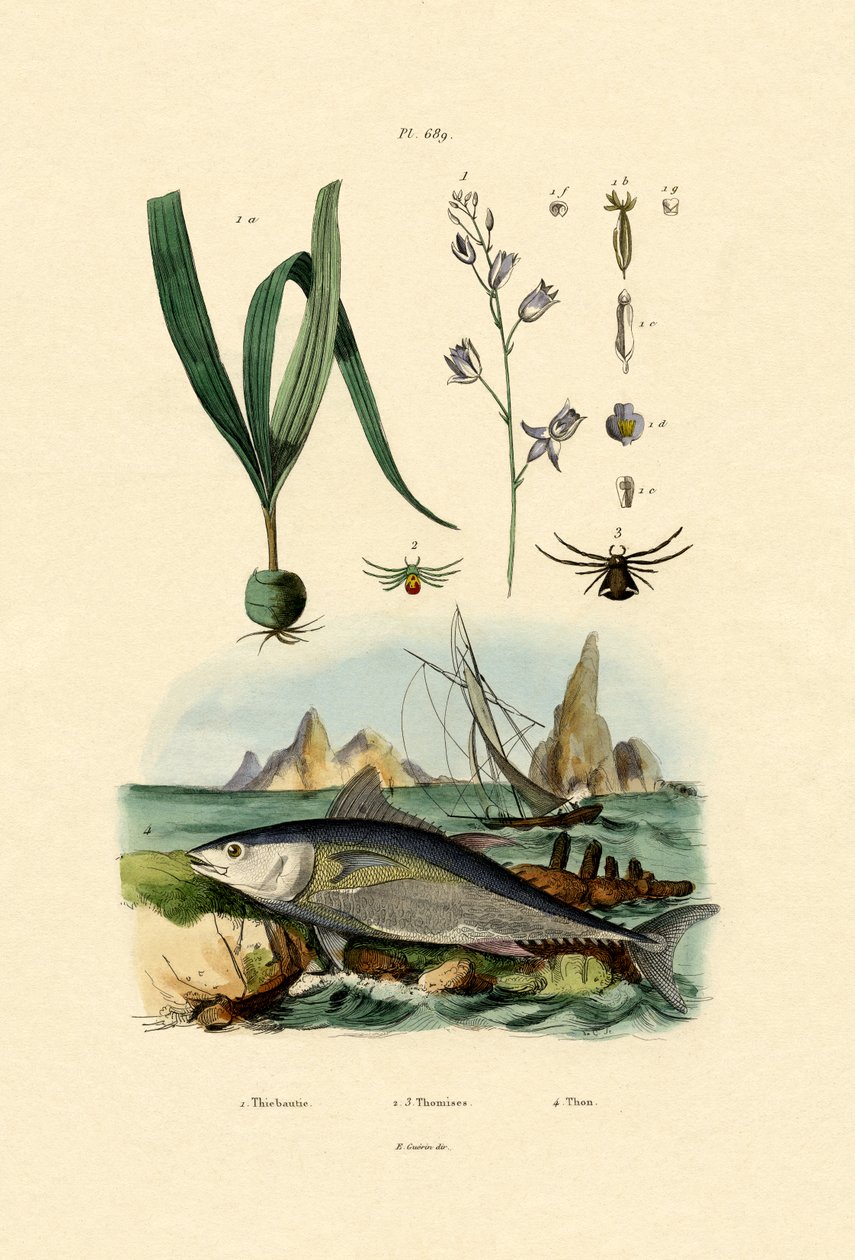 螃蟹蜘蛛，1833-39 作者 法语学校