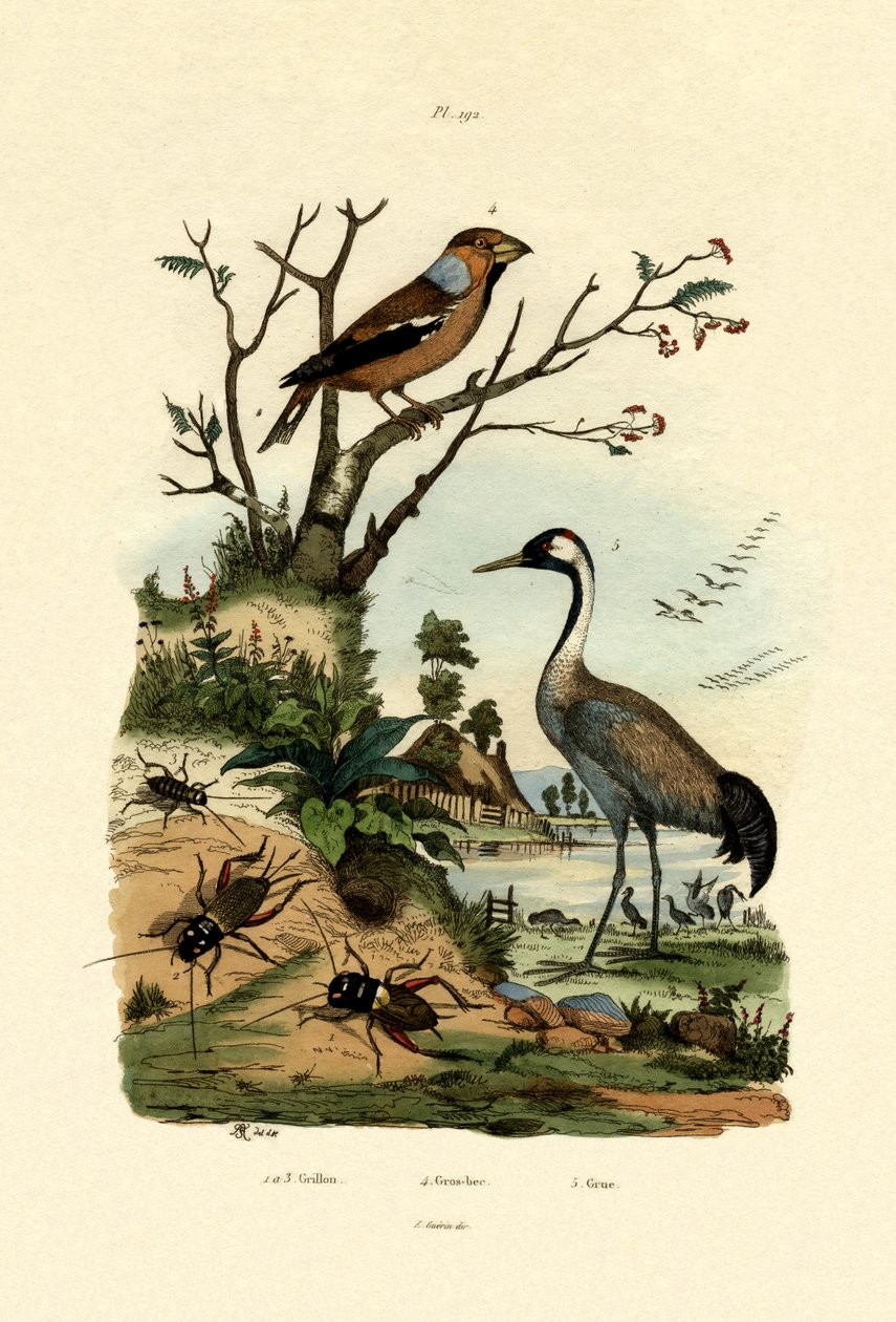 蟋蟀，1833年至1939年 作者 法语学校