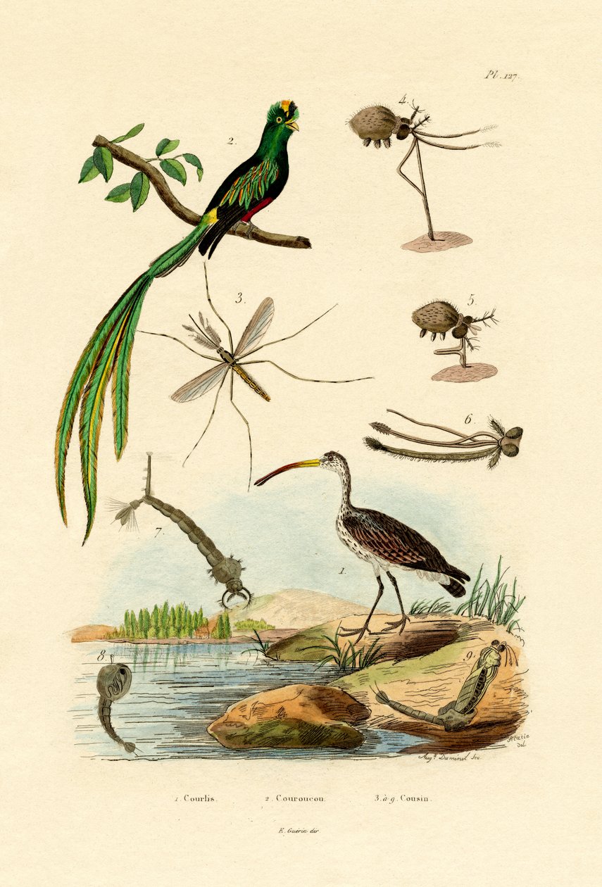 Curlew，1833-39 作者 法语学校