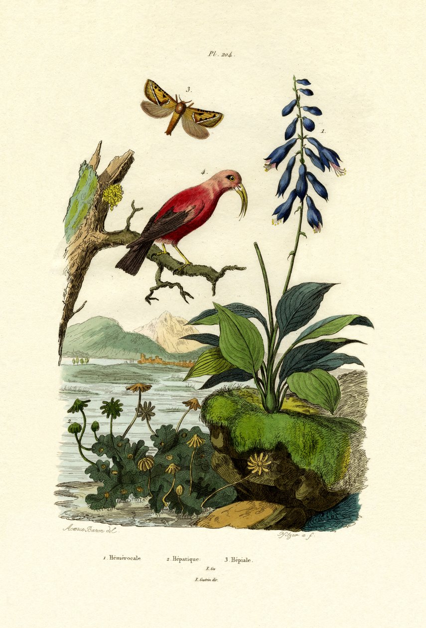 黄花菜，1833-39 作者 法语学校