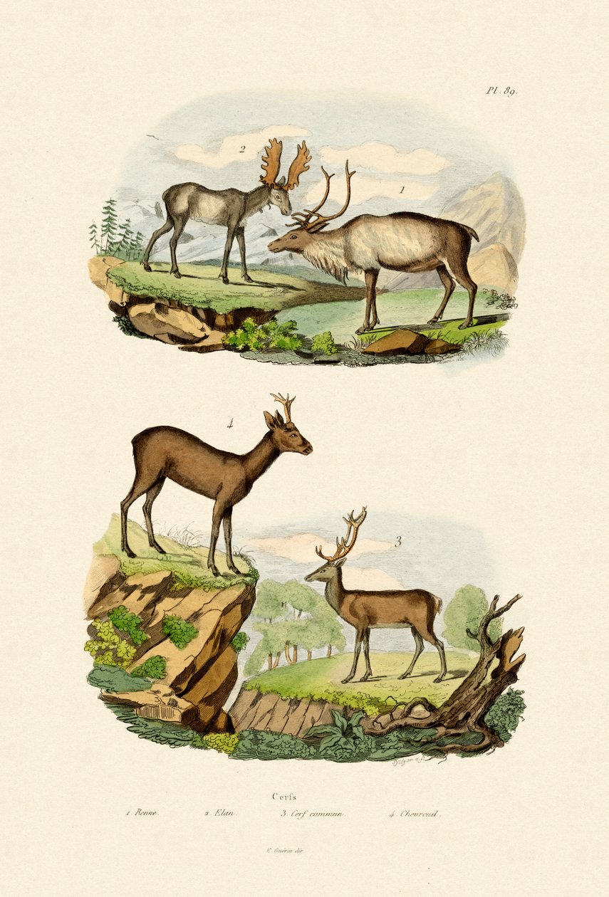 鹿，1833-39 作者 法语学校