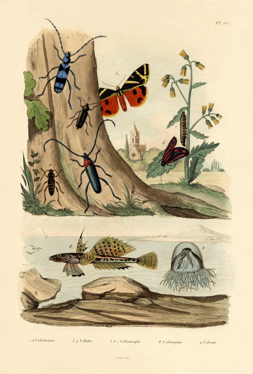露蛾，1833-39 作者 法语学校