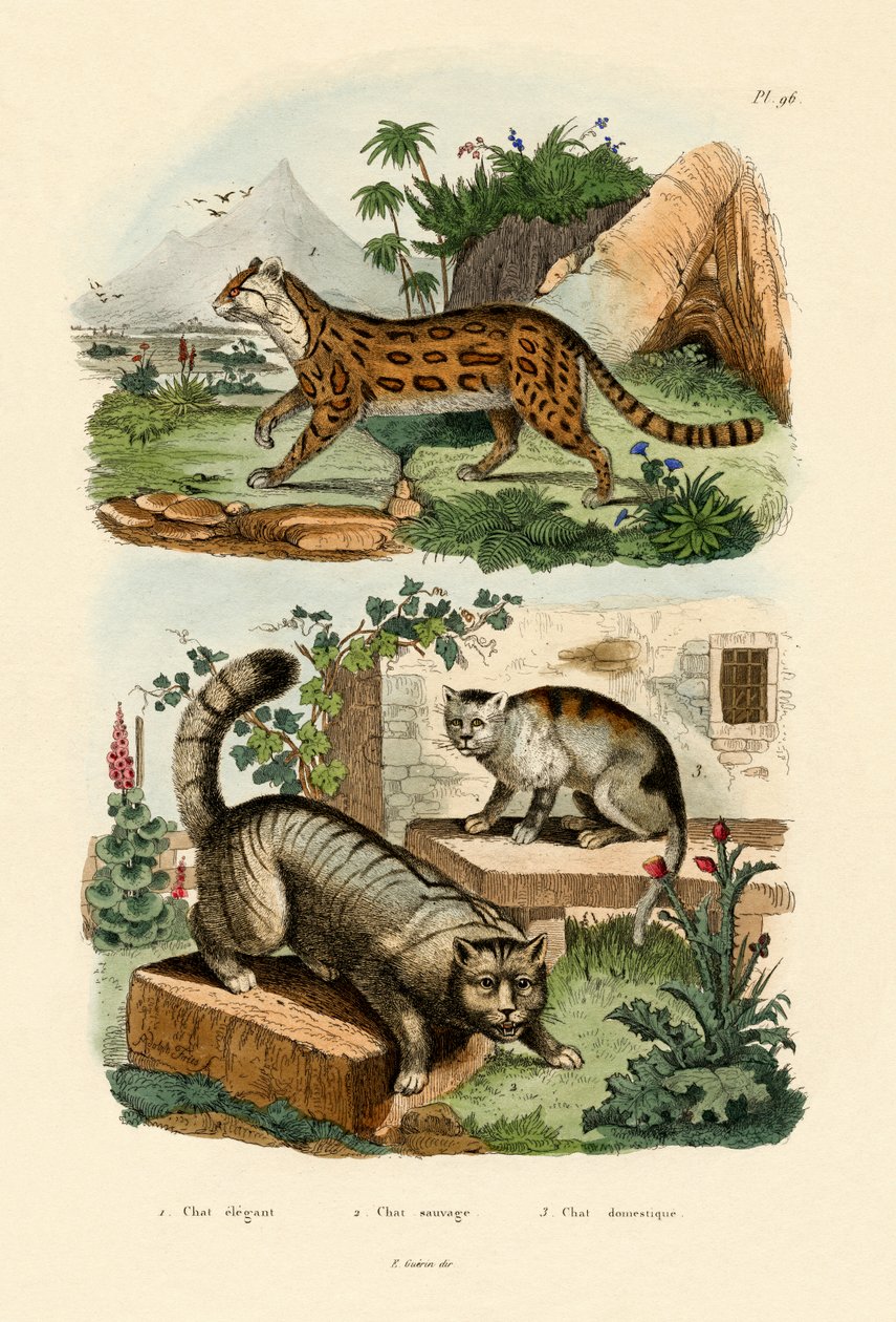 家猫，1833-39 作者 法语学校