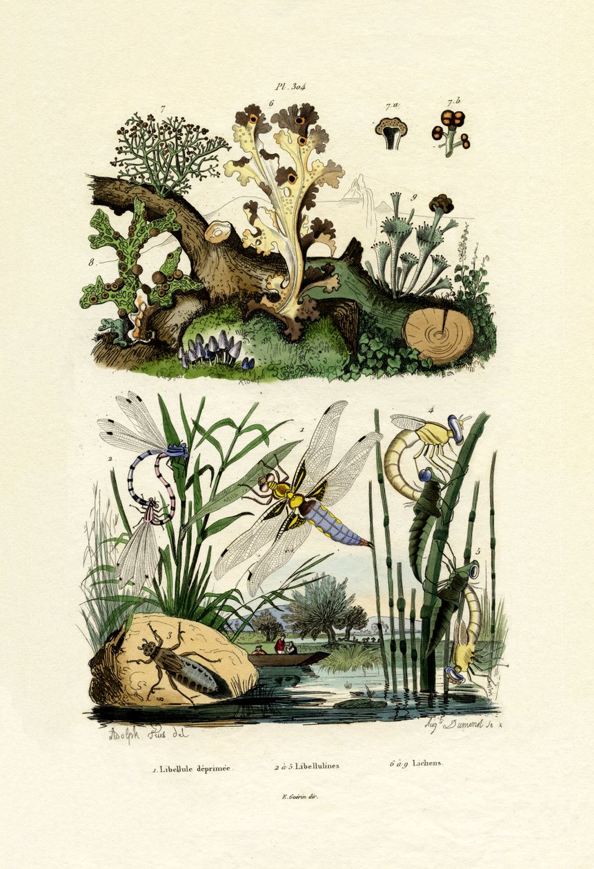 蜻蜓，1833-39 作者 法语学校