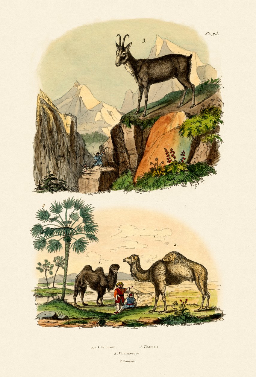 单峰骆驼，1833-39 作者 法语学校