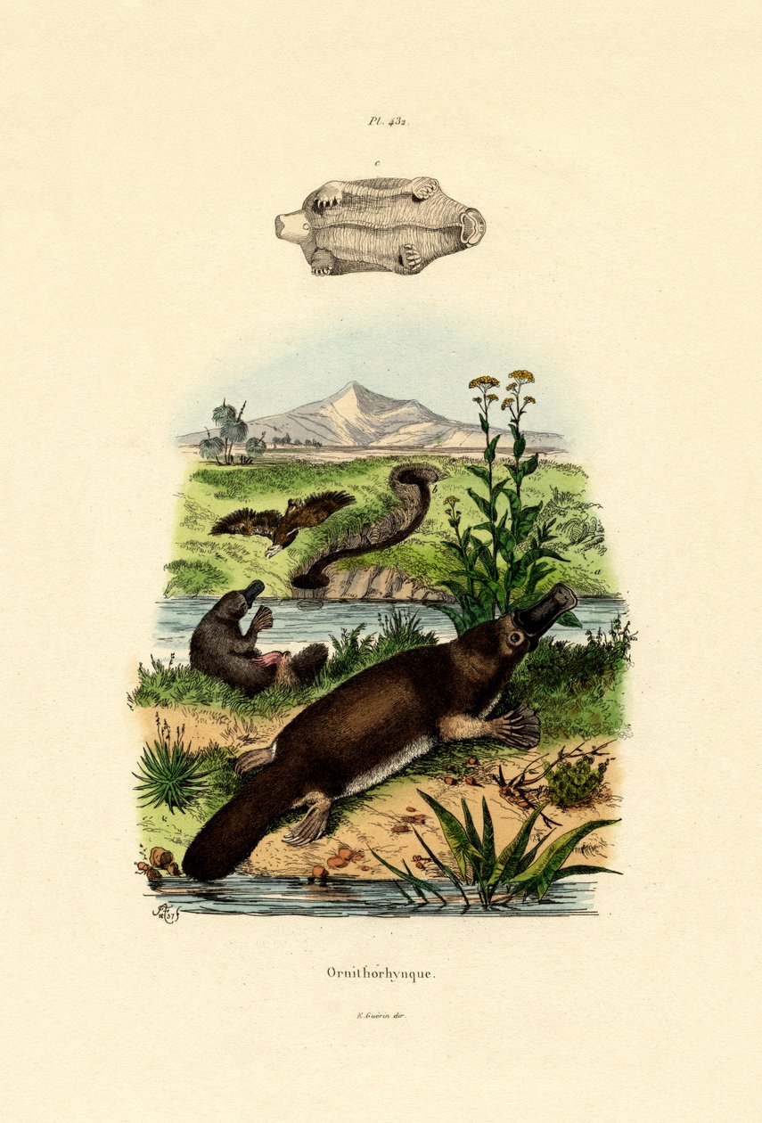 Duck-Billed Platypus，1833-39 作者 法语学校