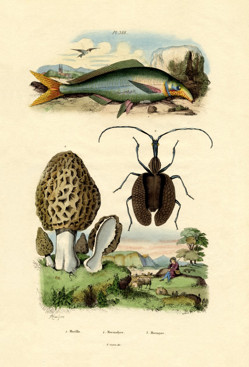可食用的莫雷尔，1833-39 作者 法语学校