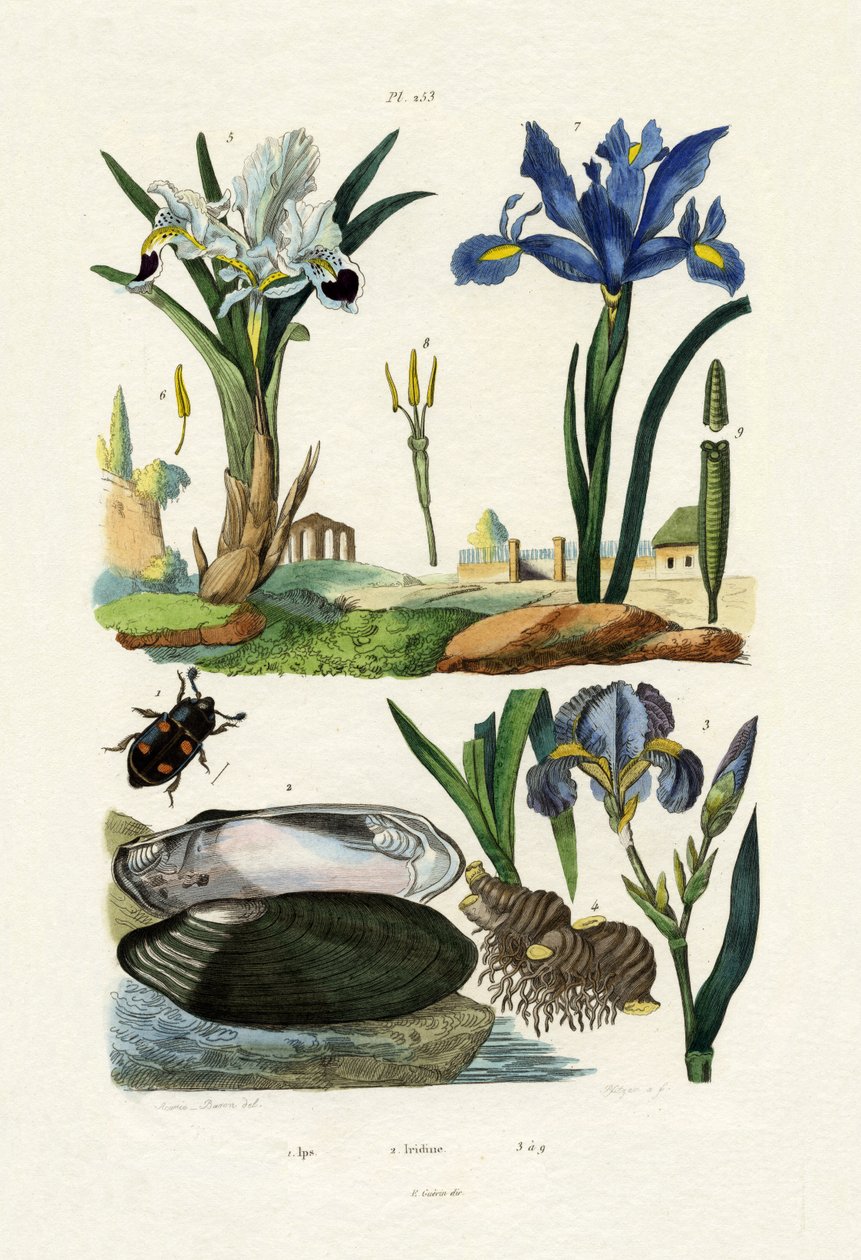 Engraver Beetle，1833-39 作者 法语学校