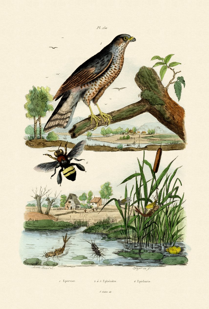 Eurasian Sparrowhawk，1833-39 作者 法语学校
