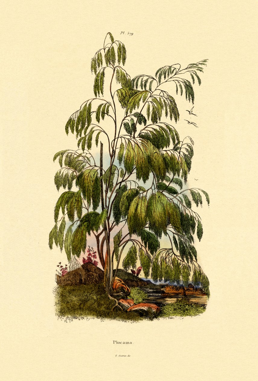 常青布什，1833-39 作者 法语学校