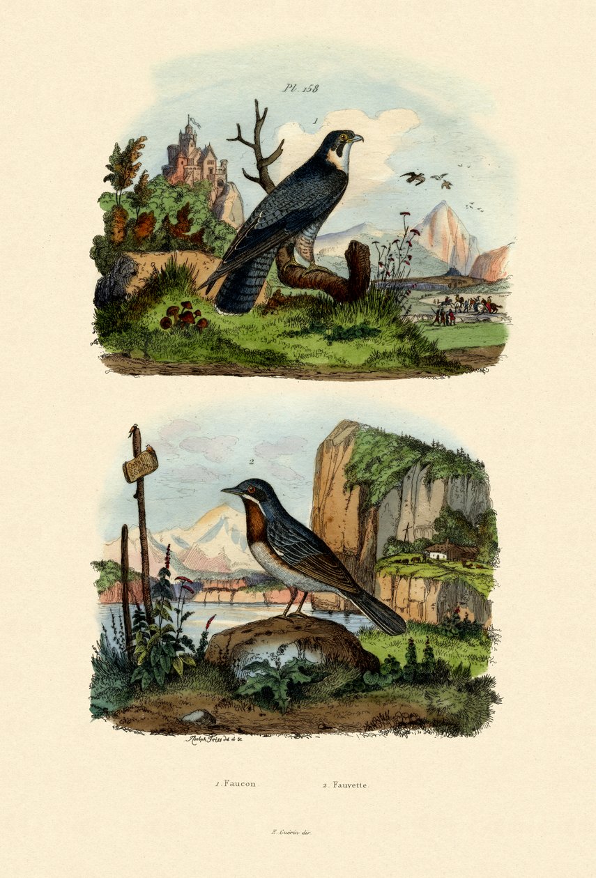 猎鹰，1833-39 作者 法语学校