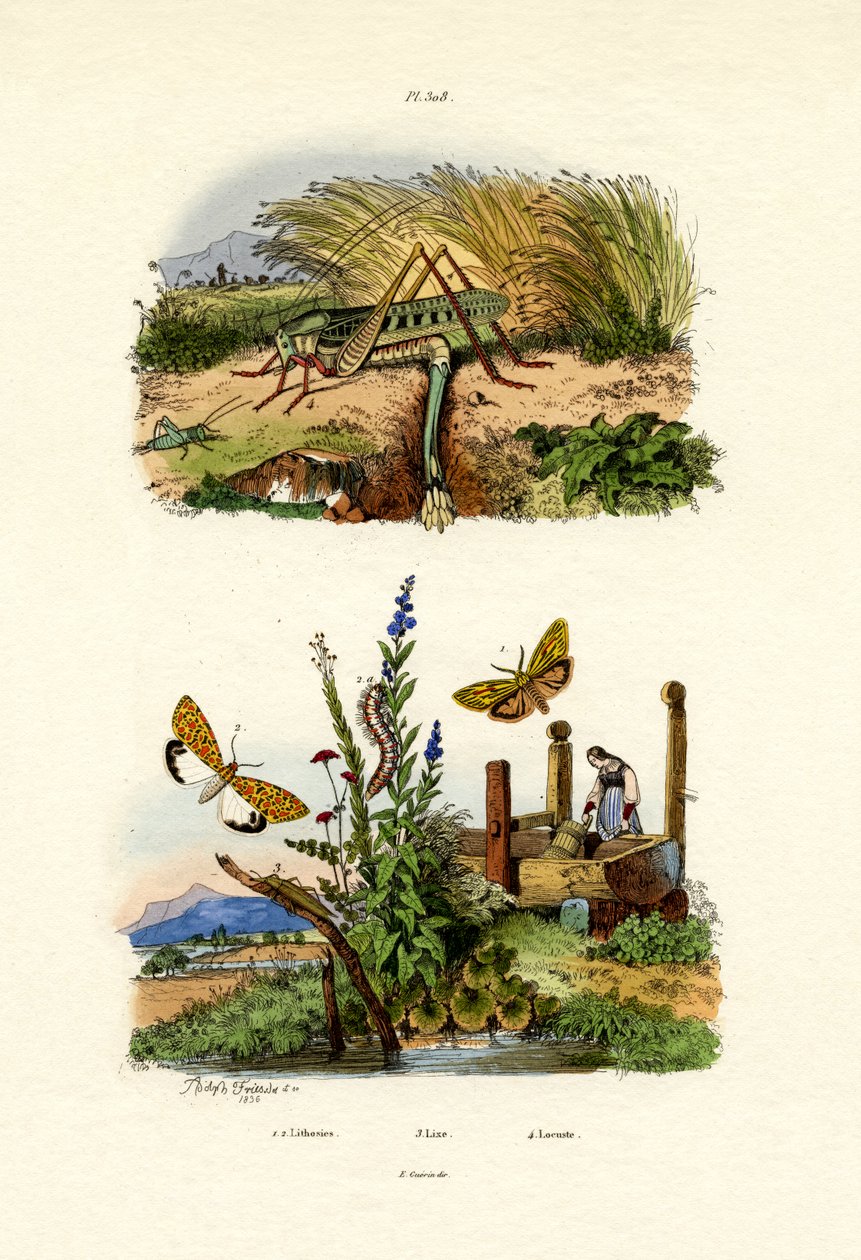 Fall Webworm Moth，1833-39 作者 法语学校