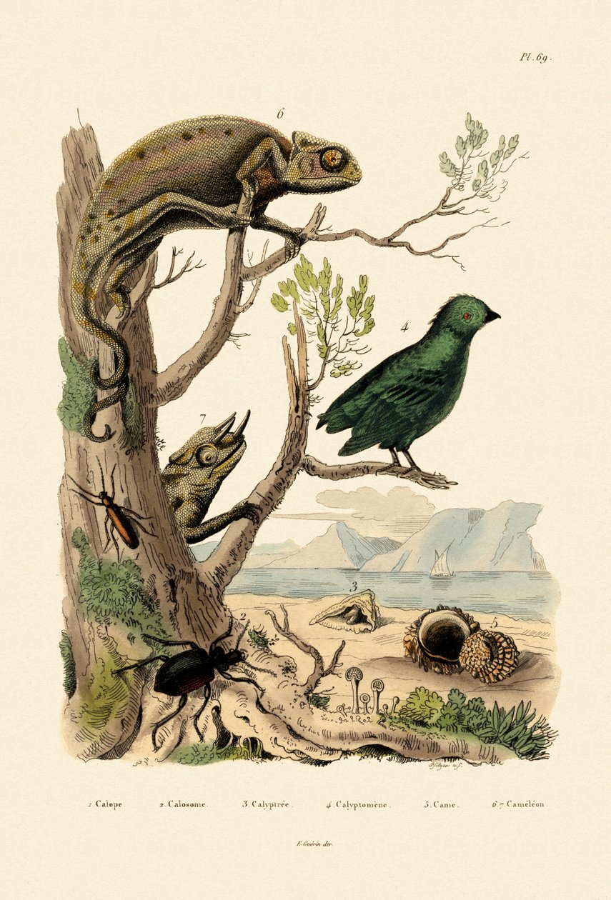 虚假的水泡甲虫，1833-39 作者 法语学校