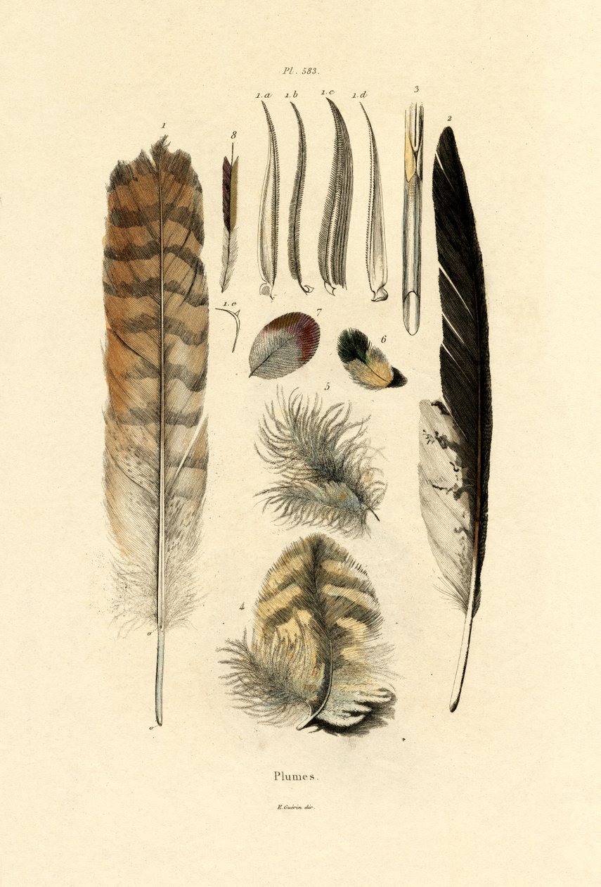 羽毛，1833-39 作者 法语学校