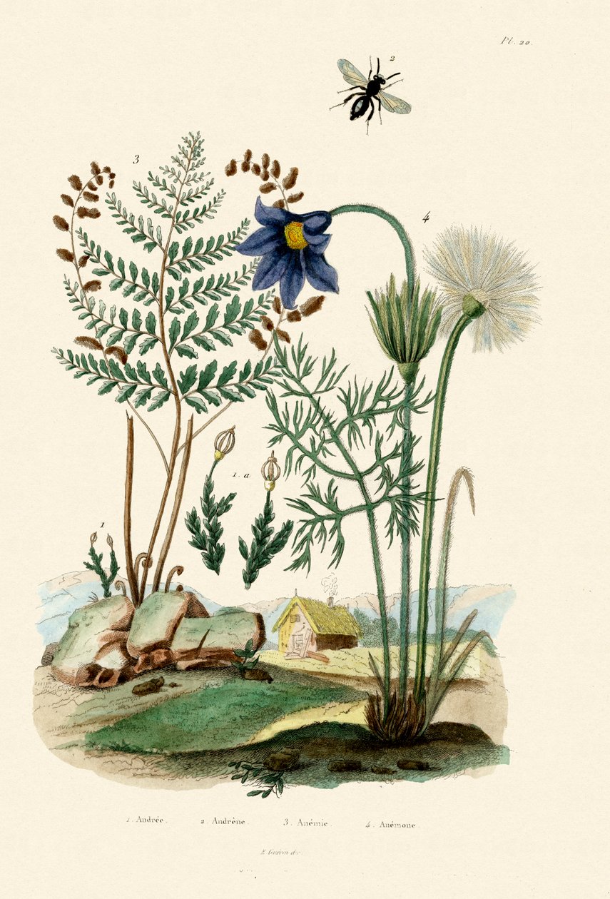蕨类植物，1833年至1939年 作者 法语学校