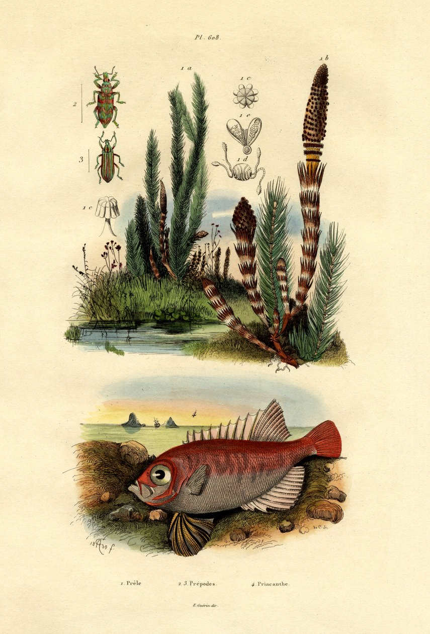 Field Horsetail，1833-39 作者 法语学校