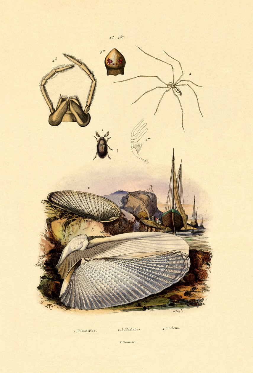 手指壳，1833-39 作者 法语学校