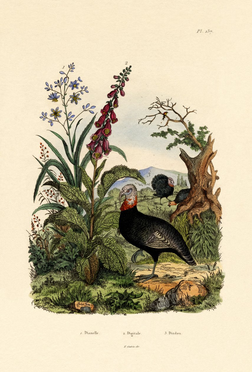 亚麻，1833-39 作者 法语学校