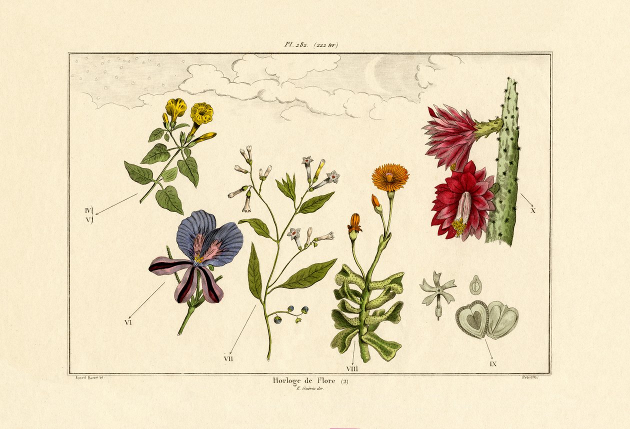 花钟，1833-39 作者 法语学校