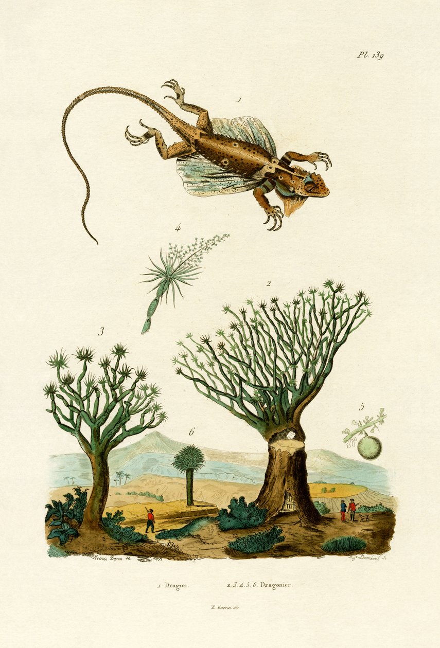 飞龙，1833-39 作者 法语学校
