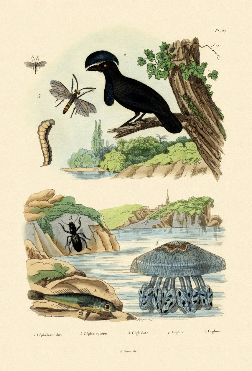 飞行鲂鱼，1833-39 作者 法语学校