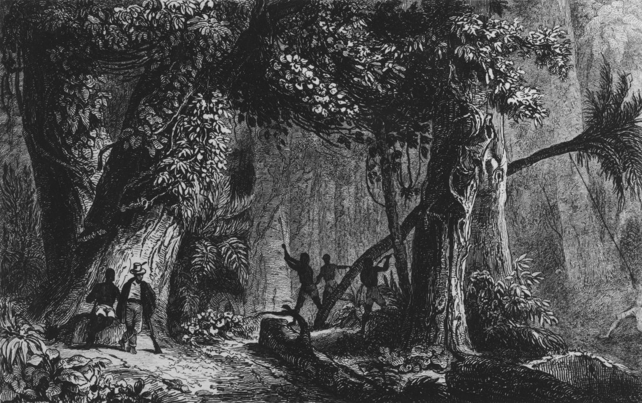 森林从&39;Bresil，Guyie的Columbie&39;，Ferdinand Denis和Cesar Famin 1839开幕 作者 法语学校