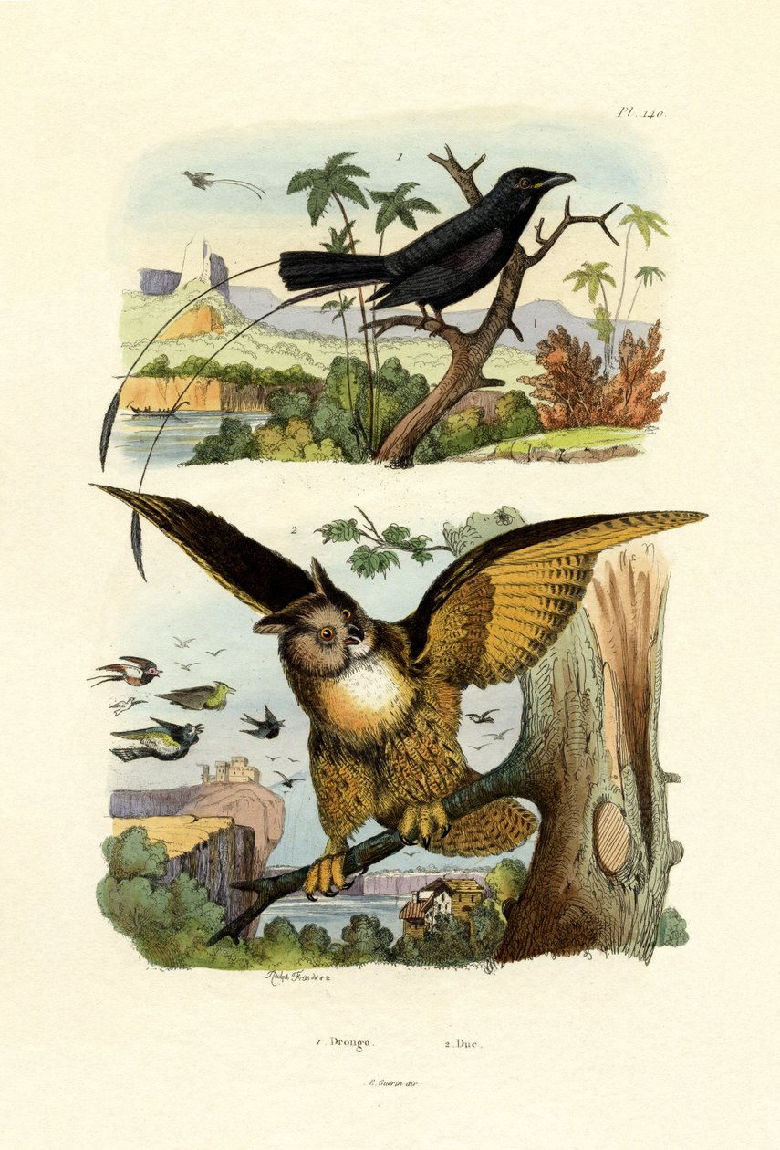 叉尾Drongo，1833-39 作者 法语学校
