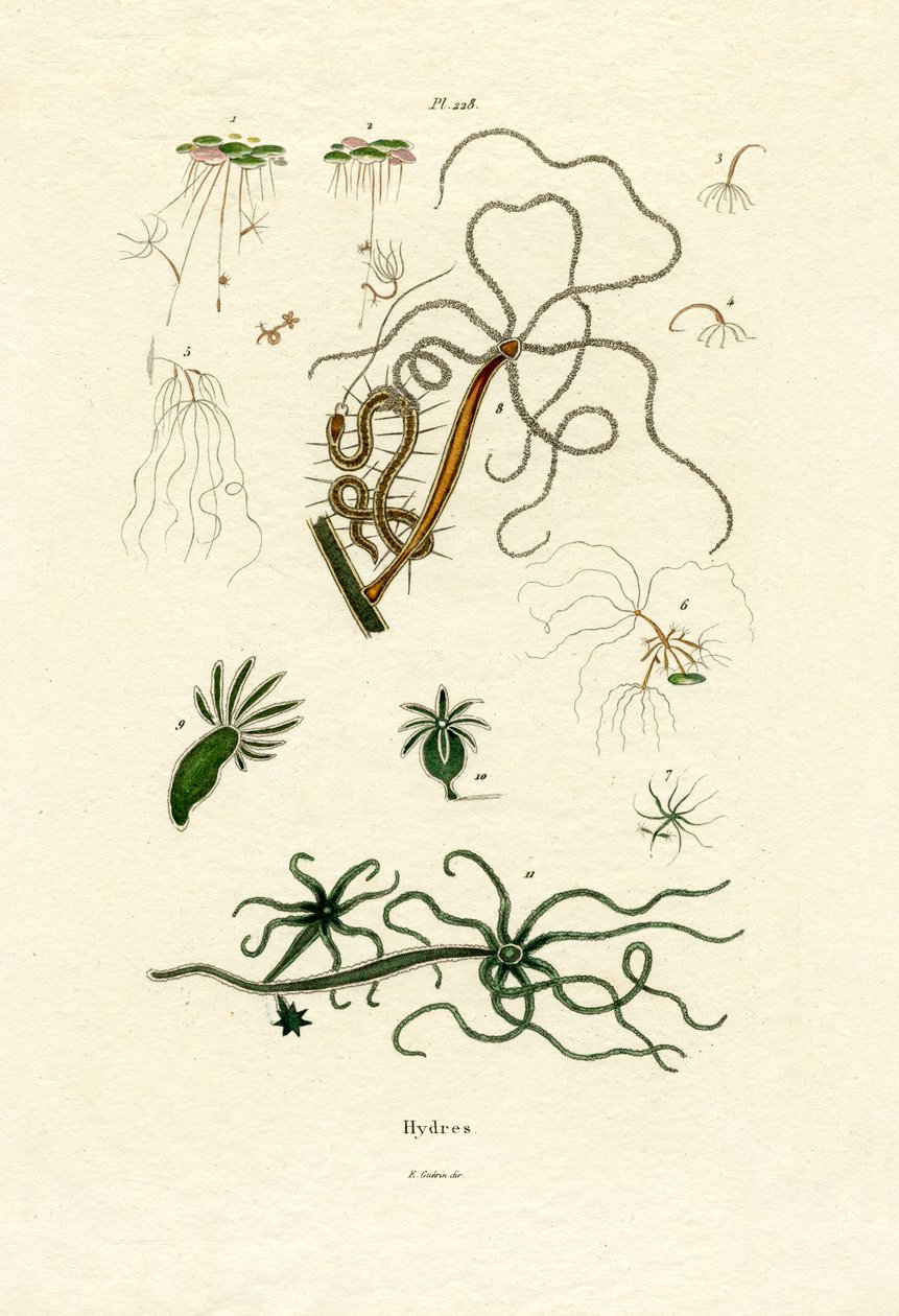 淡水珊瑚虫，1833-39 作者 法语学校