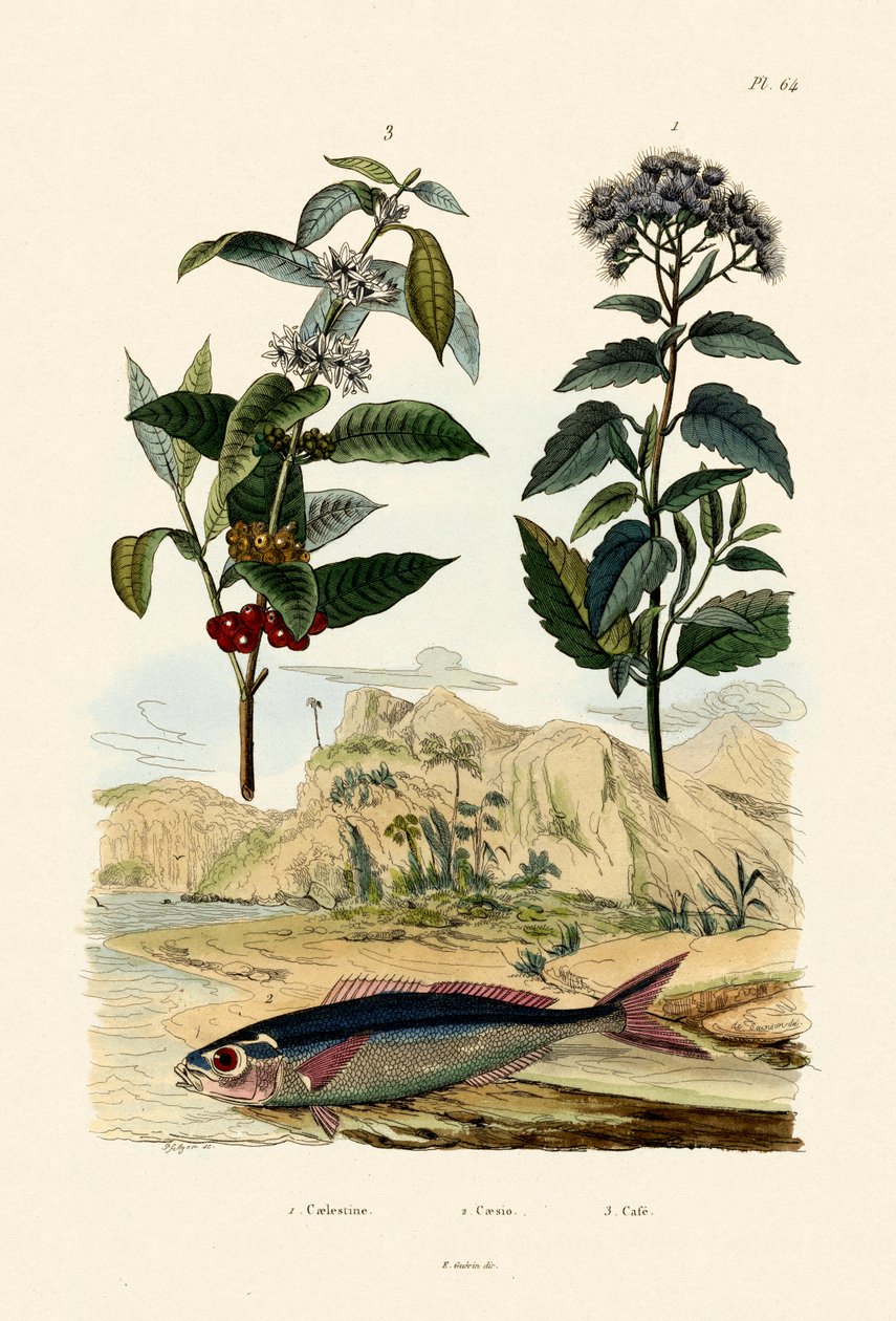 Fusilier，1833-39 作者 法语学校