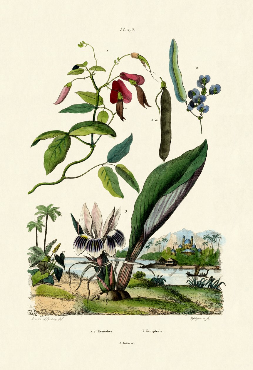 高良姜，1833-39 作者 法语学校