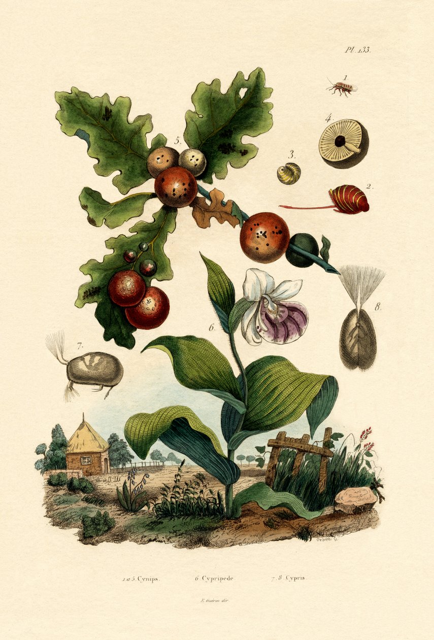Gall wasp，1833-39 作者 法语学校