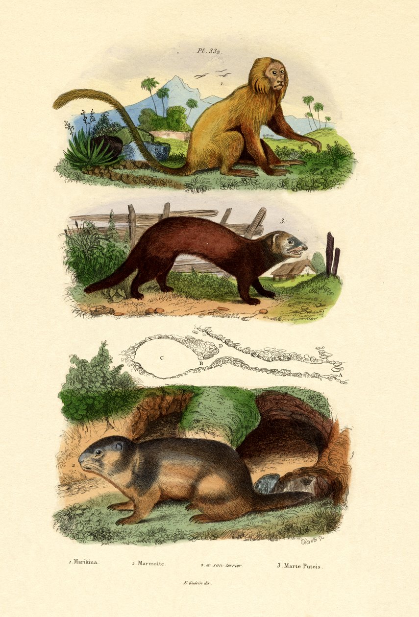 Geoffroys Tamarin，1833-39 作者 法语学校