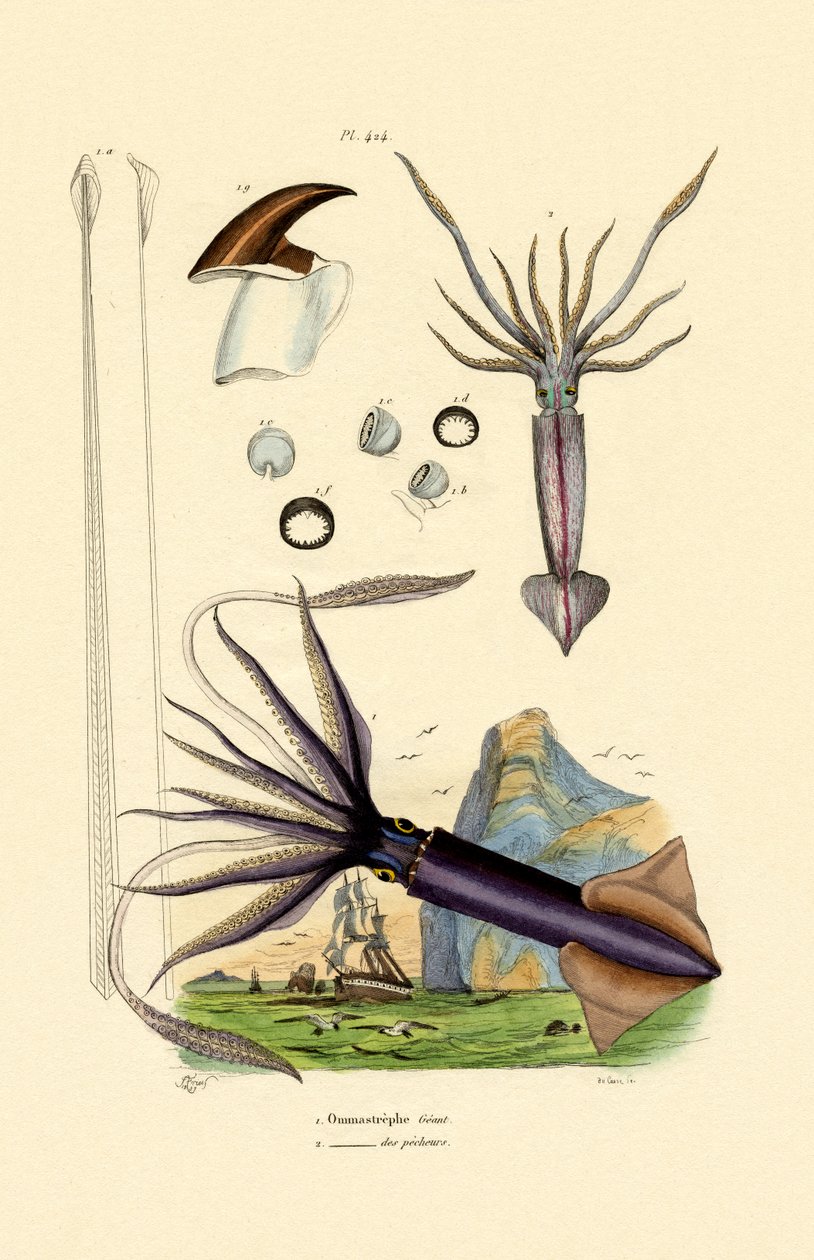 巨型鱿鱼，1833-39 作者 法语学校